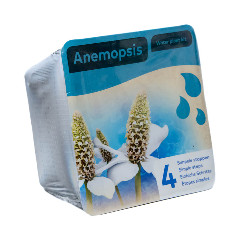 Moerings Complete Kit for Anemopsis