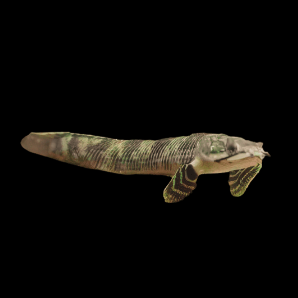 Mokele Mbembe Bichir Polypterus Mokelembembe 10cm