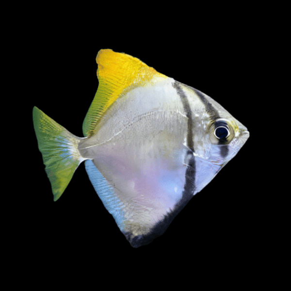 Mono Angelfish Monodactylus Argentus 3cm