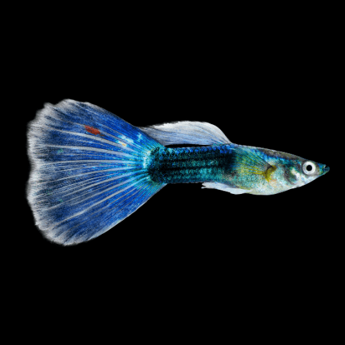 Moscow Blue Male Guppy Poecilia Reticulata 3cm