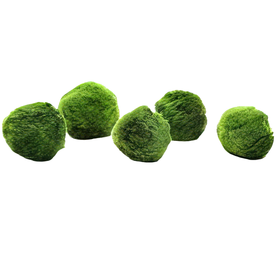Five Portions of Plants Marimo Moss Ball Plant Cladophora Aegagrophila 3cm