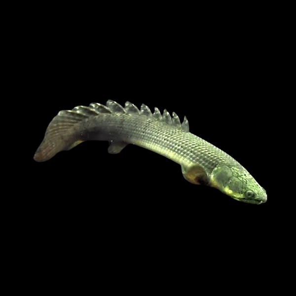 Mottled Fat Headed Bichir Polypterus Weeksii 10cm