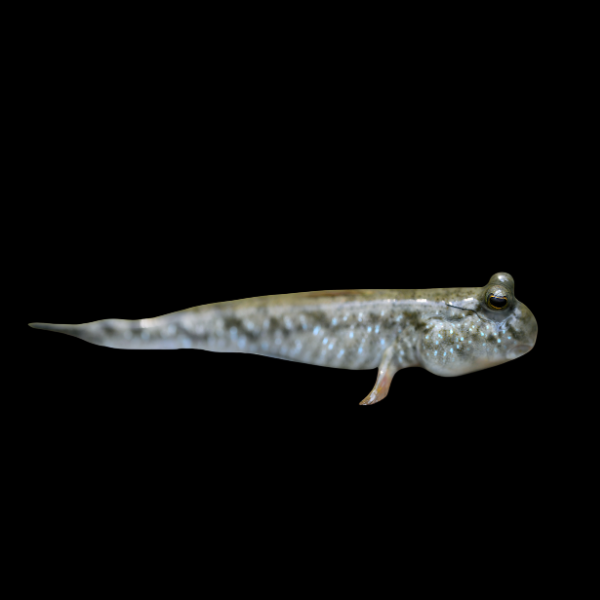 Mudskipper Atlantic Periophthalmus Barbarus 6cm