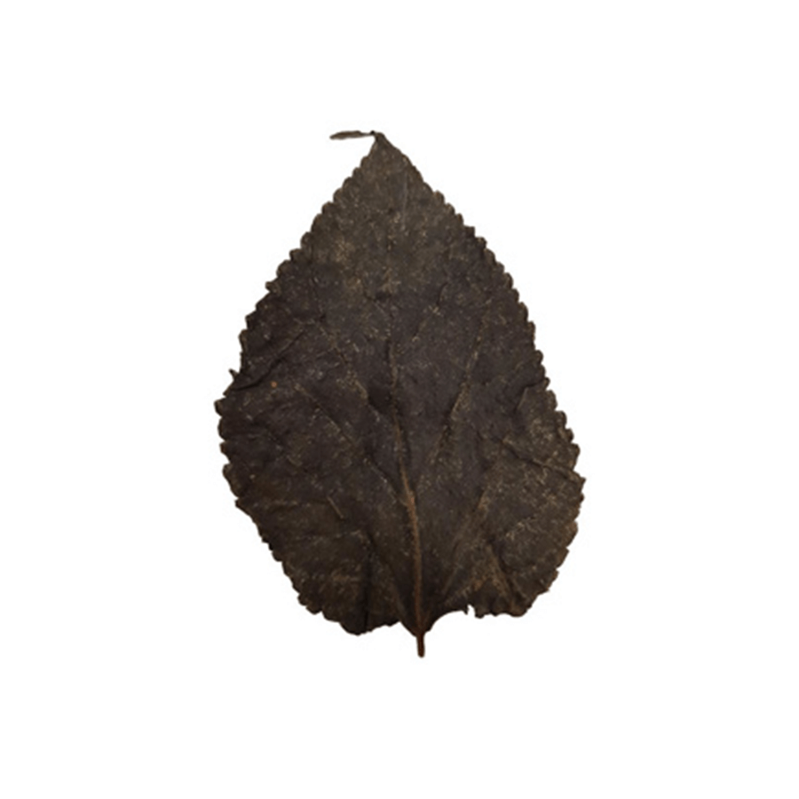 Betta Choice Mulberry Leaves
