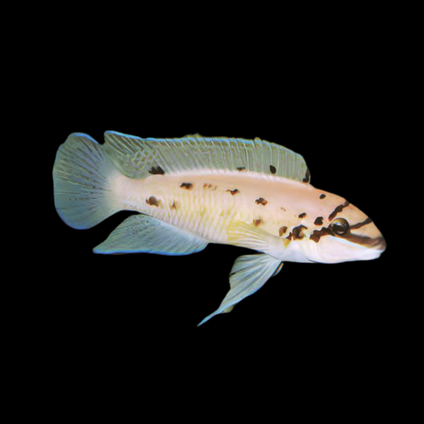 Ndoboi Cichlid Chalinochromis Ndoboi
5cm