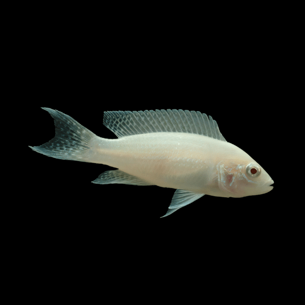 Neolamprologus Brichardi Albino Tanganyikan African Cichlids 5cm