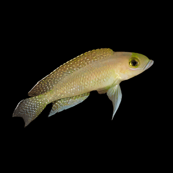 Neolamprologus Ventralis Tanganyikan African Cichlids 3cm