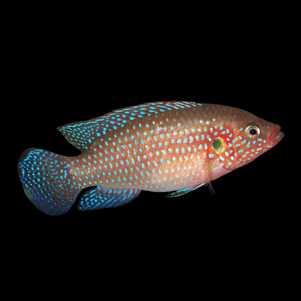 Neon Jewel Cichlid Hemichromis Bimaculatus 5cm