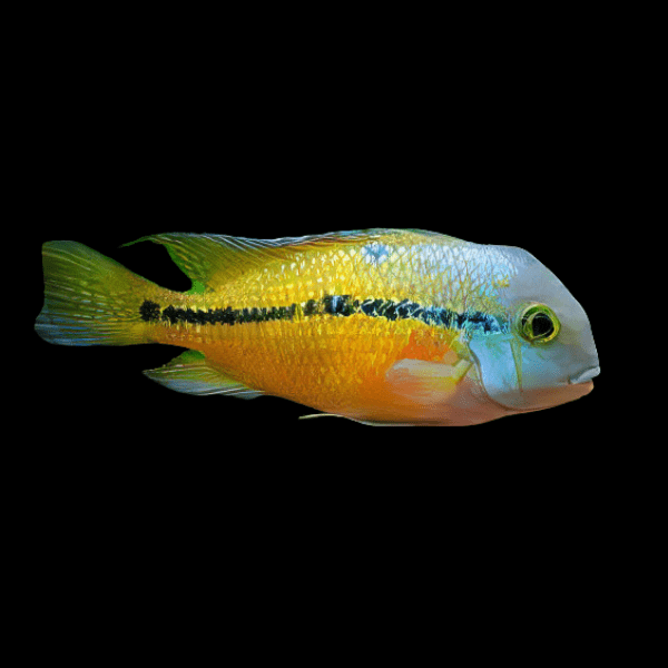 Nicaragua Cichlid Hypsophrys Nicaraguensis 5cm