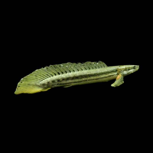 Nile Bichir Polypterus Bichir Bichir 10cm