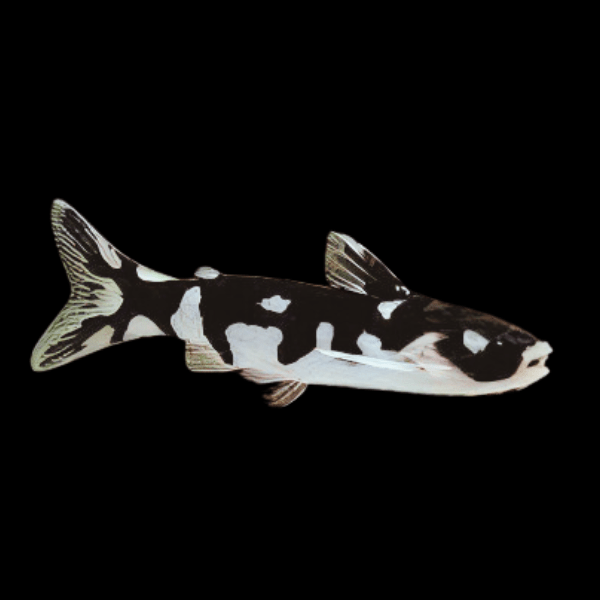 Ninja Woodcat Tatia Musaica 5cm