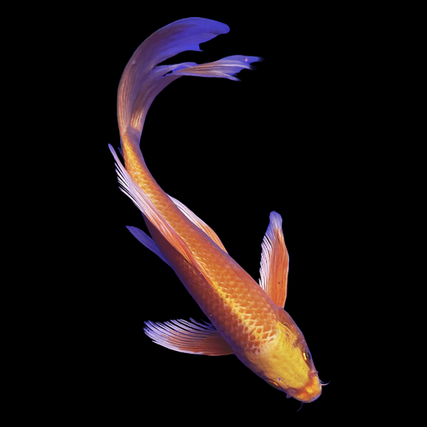 Ogon Butterfly Classic Koi Carp Cyprinus Carpio