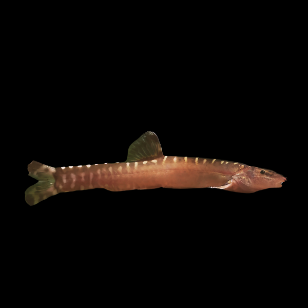 One Guilin Loach Leptobotia Guiliensis 4cm