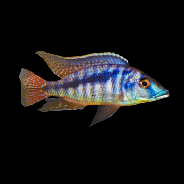 Onze Cichlid Mylochromis Laterstriga - 5cm