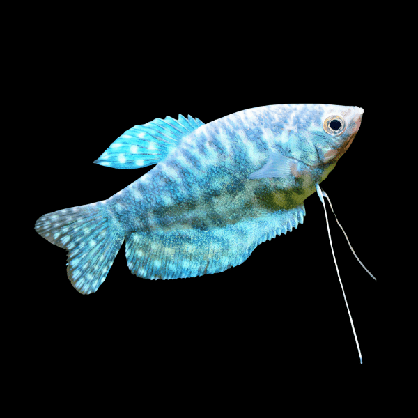 <em>Online stock may not be available for in-store collection.</em>