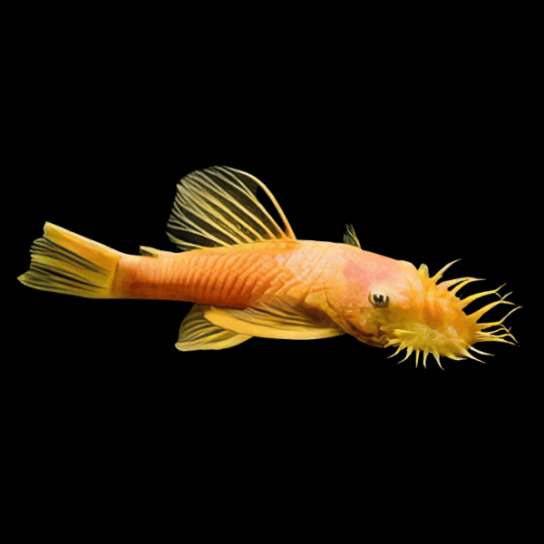 Orange Bristlenose Pleco Ancistrus 3cm