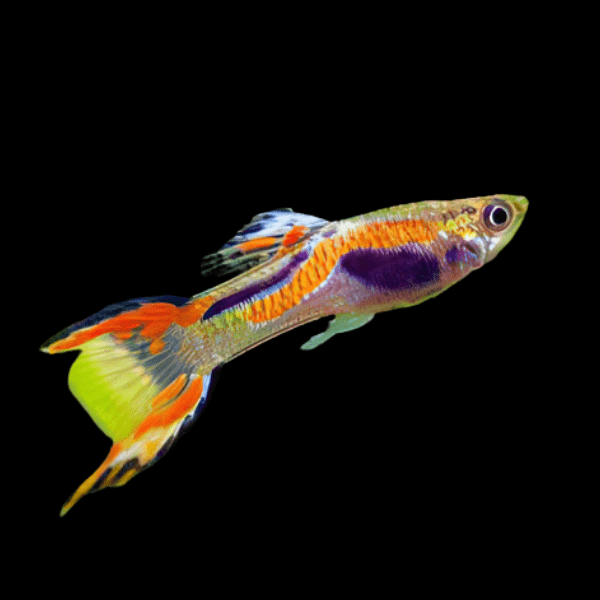 Orange Male Endler Guppy Fish Poecilia Wingei 3cm