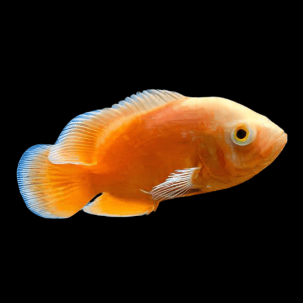 Orange Oscar Astronotus Ocellatus