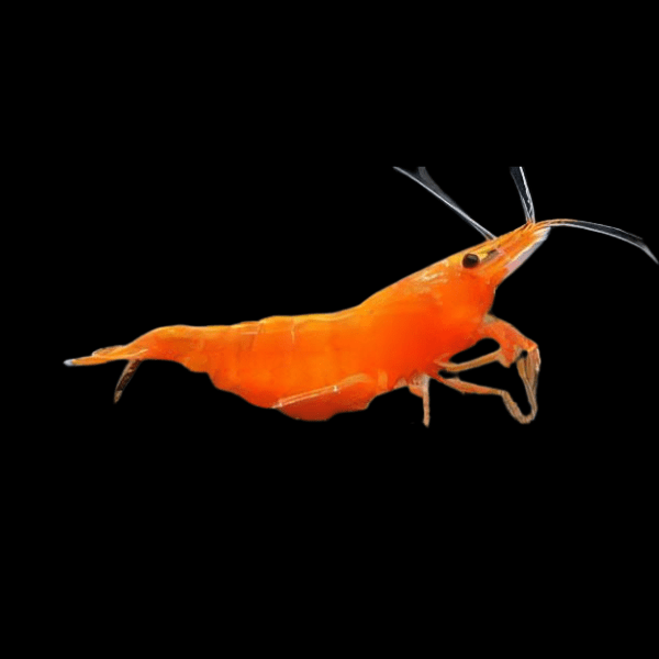 Orange Shrimp Neocaridina 2cm