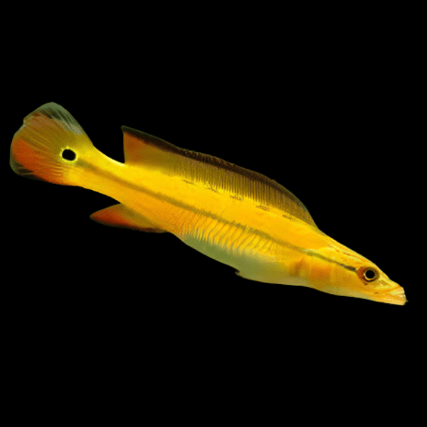 Orange Xingu Pike Cichlid Crenicichla Lugubris Xingu 10cm
