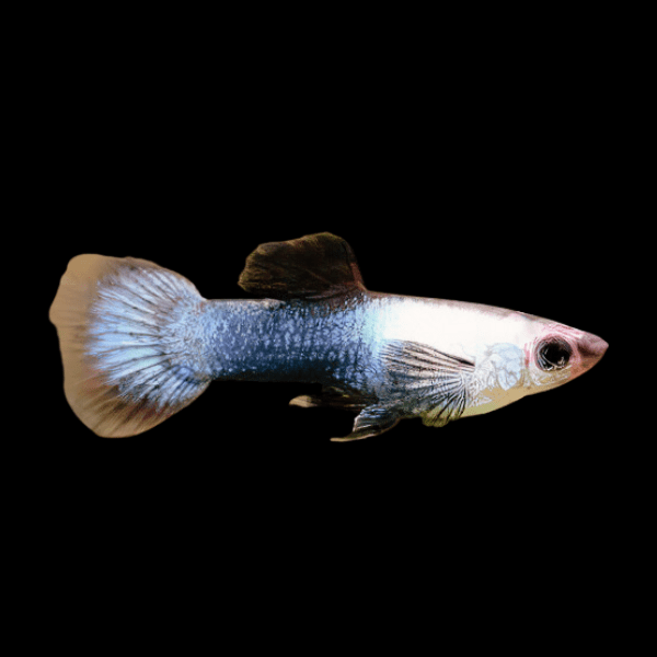 Panda Male Guppy Poecilia Reticulata 3cm