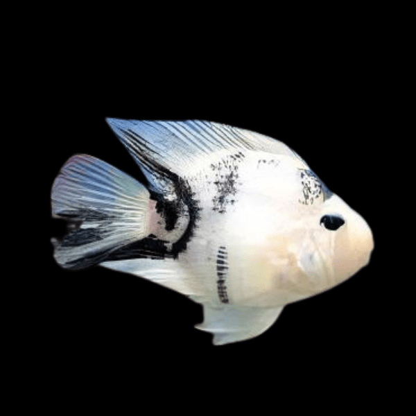 Panda Parrot Fish Hybrid Amphilophus Citrinellus × Vieja melanurus 5cm
