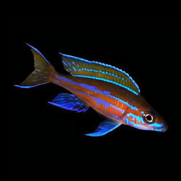 Paracyprichromis Nigripinnis Neon Blue Tanganyikan African Cichlids 5cm