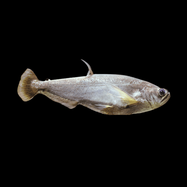 Payara Vampire Tetra Hydrolycus Scomberoides 10cm