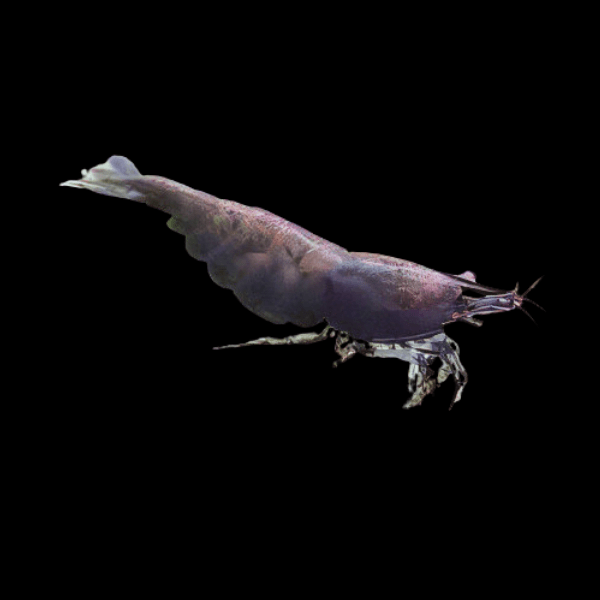 Pearl Black Shrimp Neocaridina Zhangjiajiensis 2cm