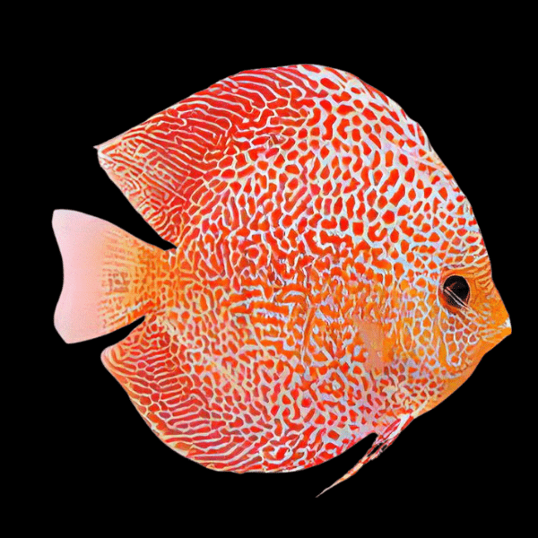 Penang Eruption Discus