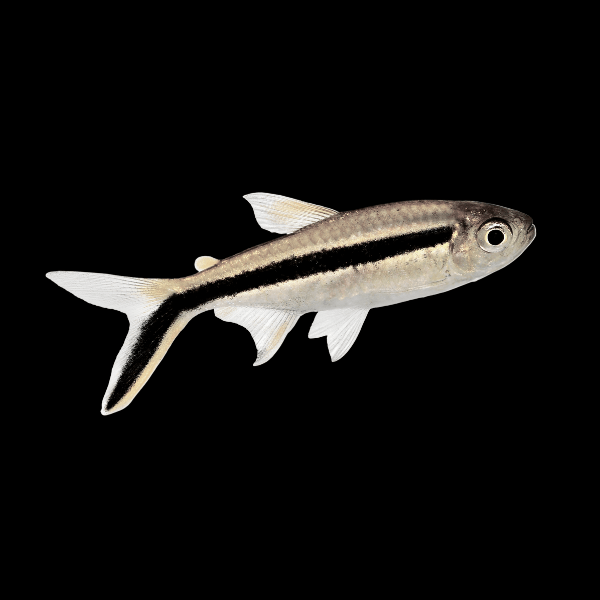 Penguin Tetra Thayeria Boehlkei 2cm