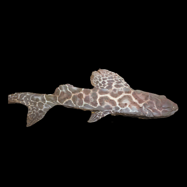 Perruno Catfish Perrunichthys Perruno 10cm