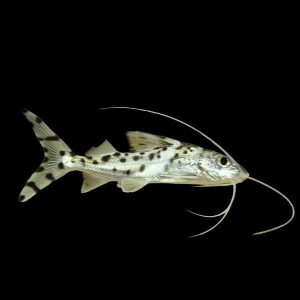 <em>Online stock may not be available for in-store collection.</em>