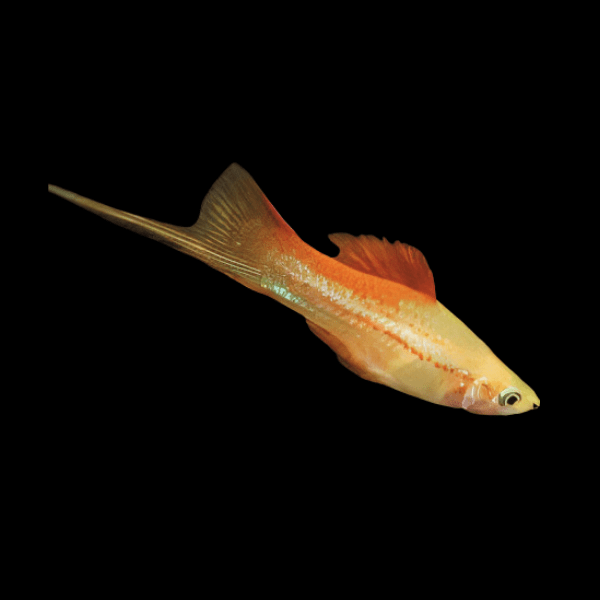 Pineapple Swordtail Xiphophorus Hellerii 3cm