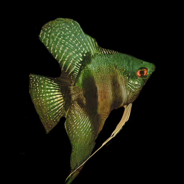 Pinoy Green Ghost Angelfish Pterophyllum Scalare 5cm