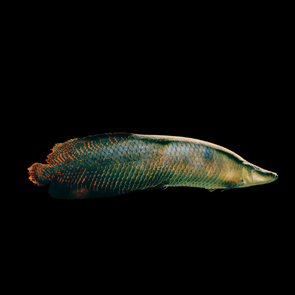 Pirarucu Arapaima Gigas 15cm
