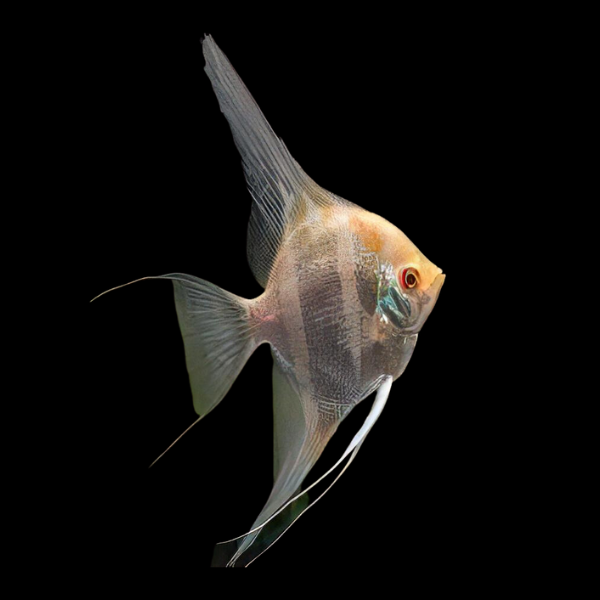 Platinum Altum Angelfish Pterophyllum 4cm
