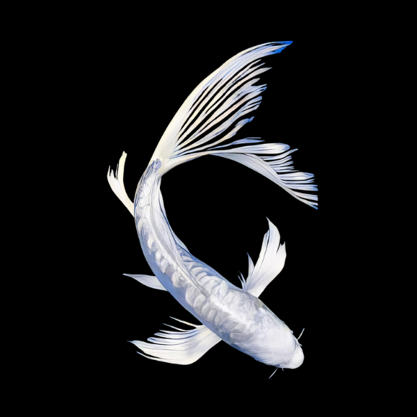 Platinum Butterfly Classic Koi Carp Cyprinus Carpio