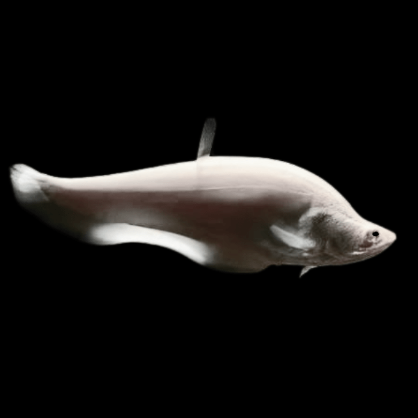 Platinum Clown Knife Fish Chitala Blanci 15cm