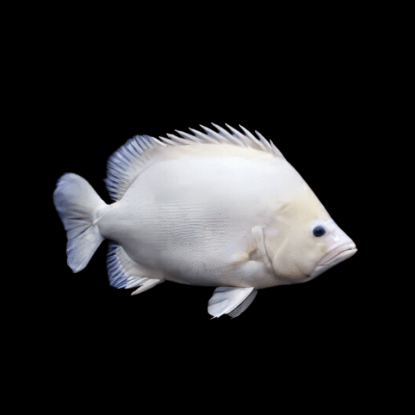 Platinum Datnoid 10cm