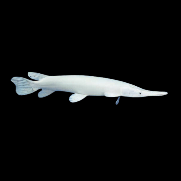 Platinum Florida Spotted Gar Lepisosteus Platyrhincus 15cm