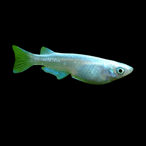 Platinum Rice Fish Oryzias Latipes - 3cm