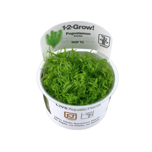 Tropica Pogostemon erectus 1-2-Grow!