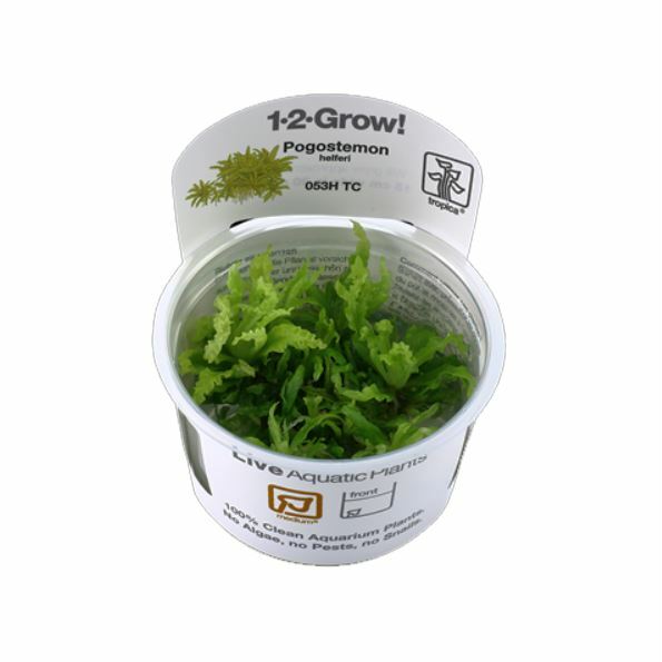 Tropica Pogostemon helferi 1-2-Grow!
