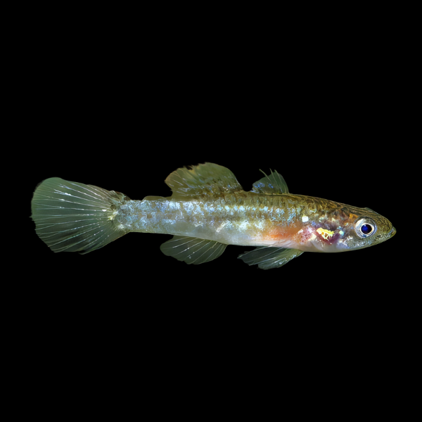 Poreless Micro Gudgeon Oxyeleotris Nullipora 3cm