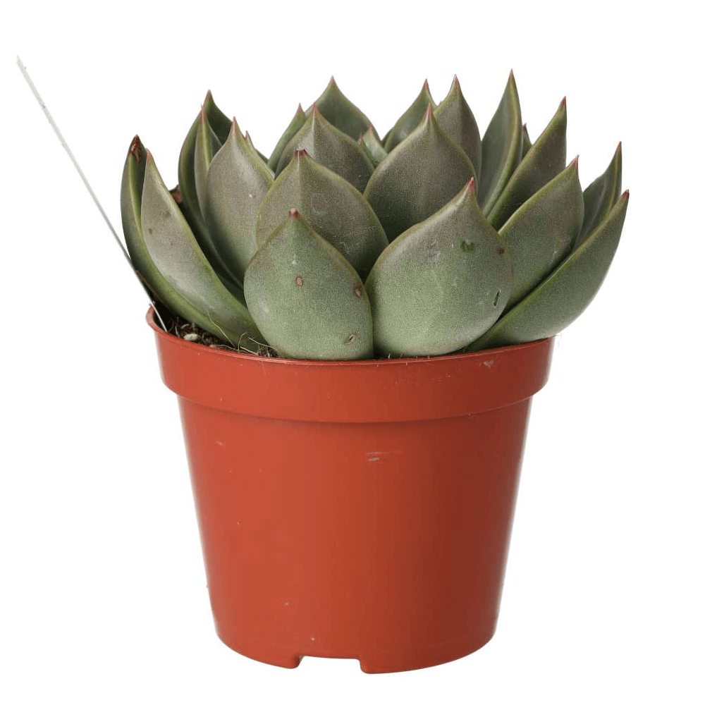 Molded Wax Agave, Echeveria agavoides