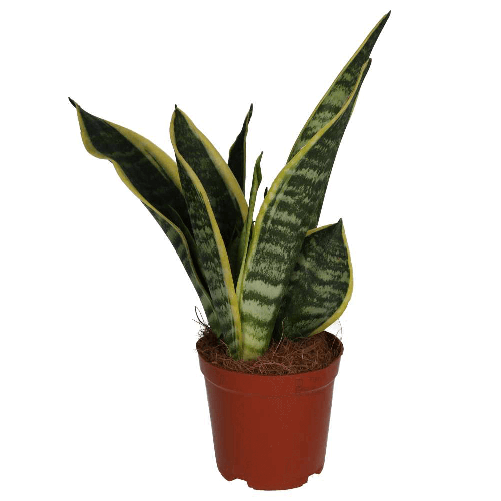 Mother-in-law's Tongue, Sansevieria trifasciata