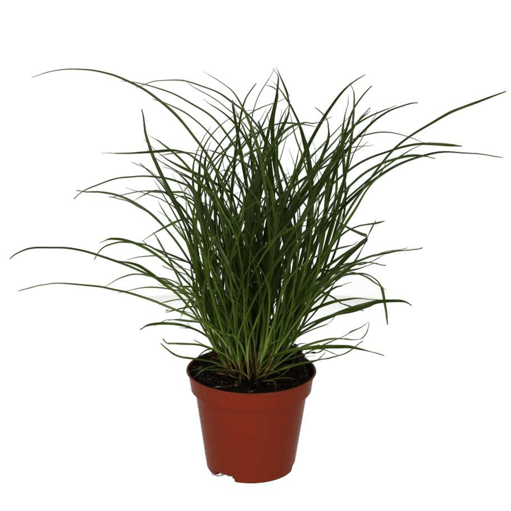 Sedge Grass, Carex spp.