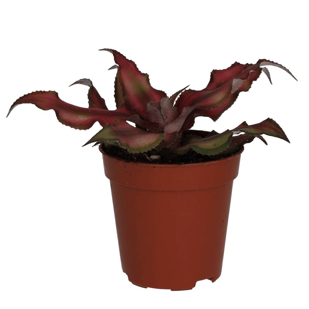 Earth Star, Cryptanthus bivittatus