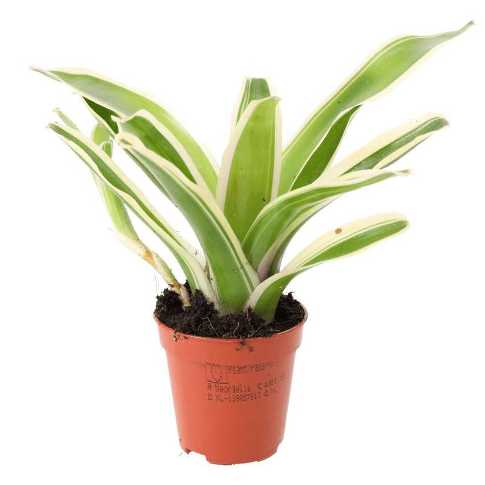 Striped Fireball Bromeliad, Neoregelia Fireball Variegata